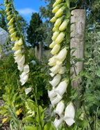 Tall stalks of Foxglove Bishy Barnabee Mix from Bishy Barnabees Cottage Garden bloom by a wooden fence and wire mesh, surrounded by green foliage, various plants, and a blue sky in the garden background.