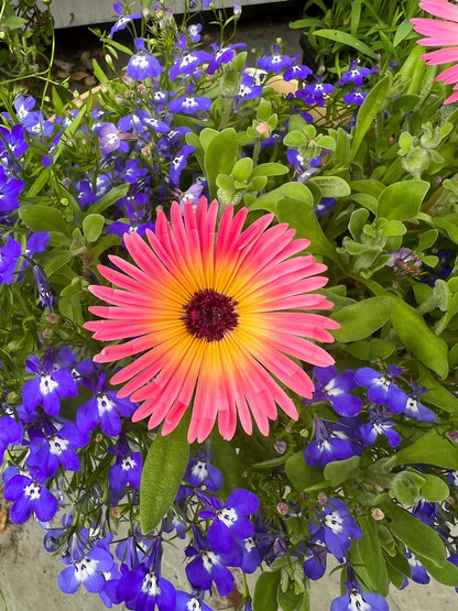 Potted Mesembryanthemum Harlequin with multiple blooms on display