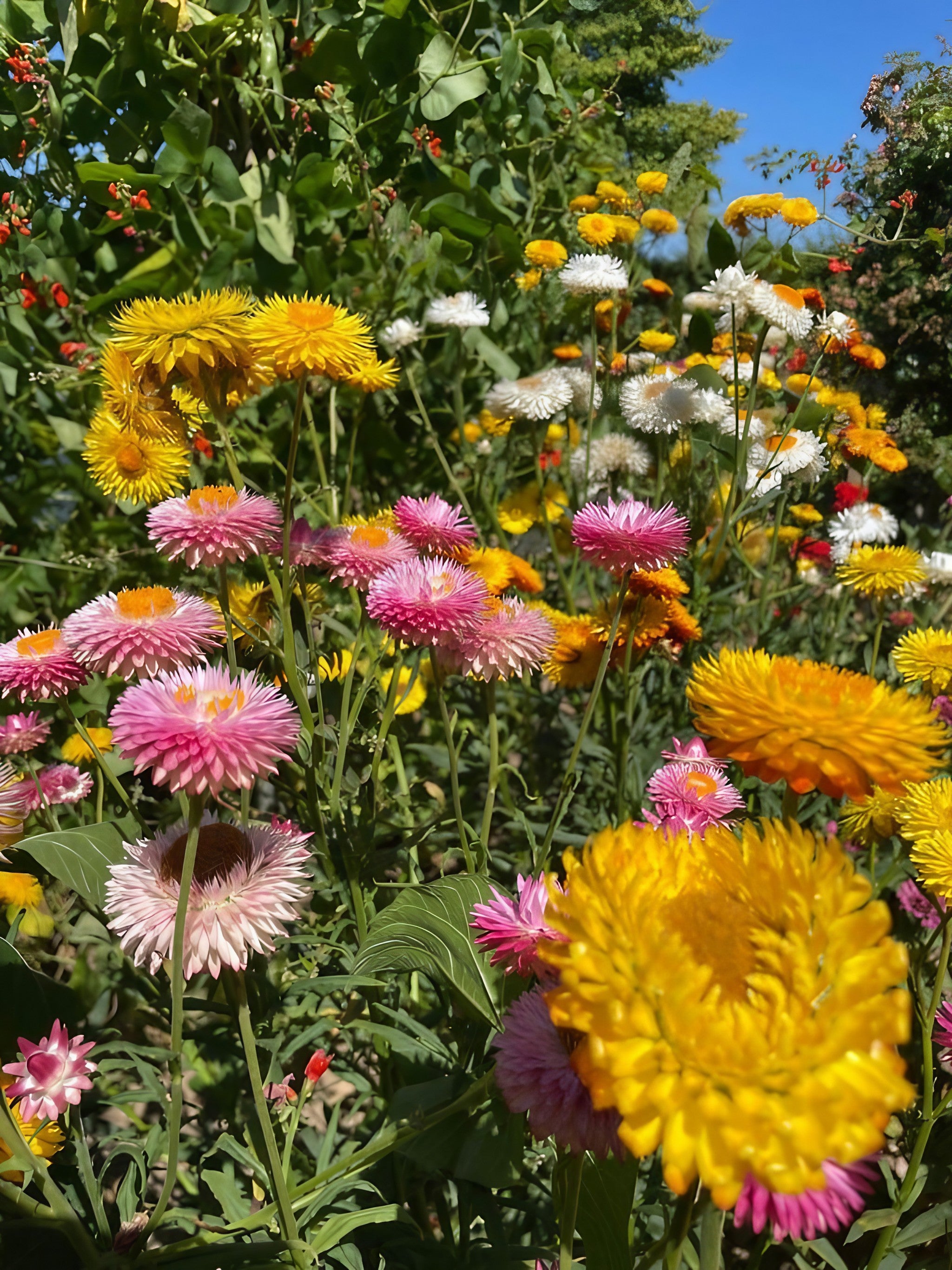 Strawflower Helichrysum Swiss Giant Mix blooming under the sunlight in a floral field