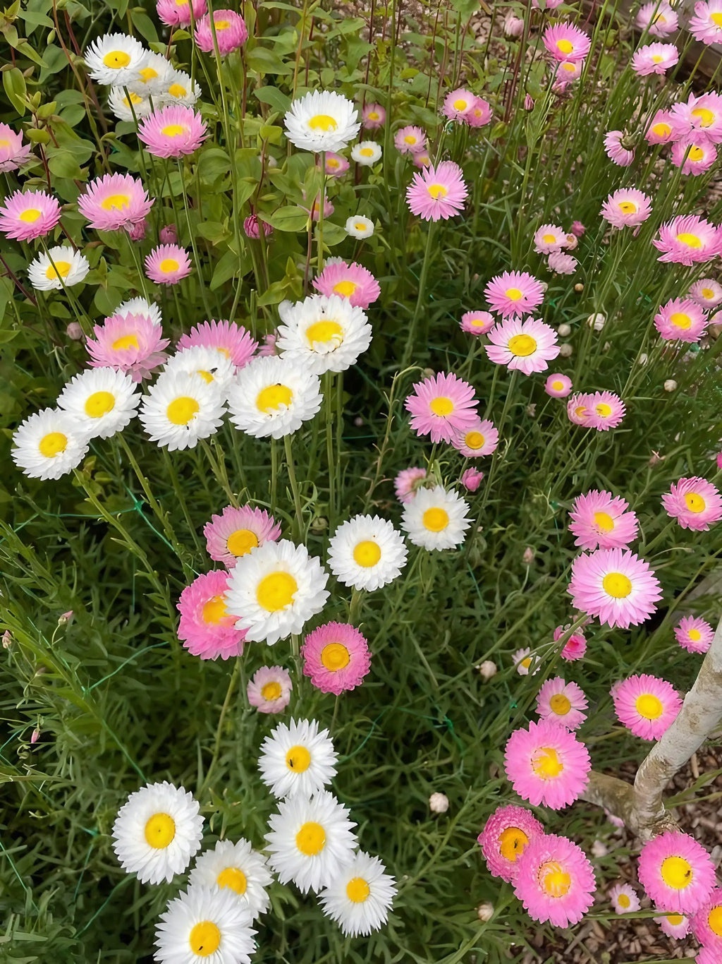Strawflower Helipterum Roseum Mixed from Bishy Barnabees Cottage Garden brings clusters of pink and white blooms with yellow centers, brightening green gardens as leaves and stems peek through.