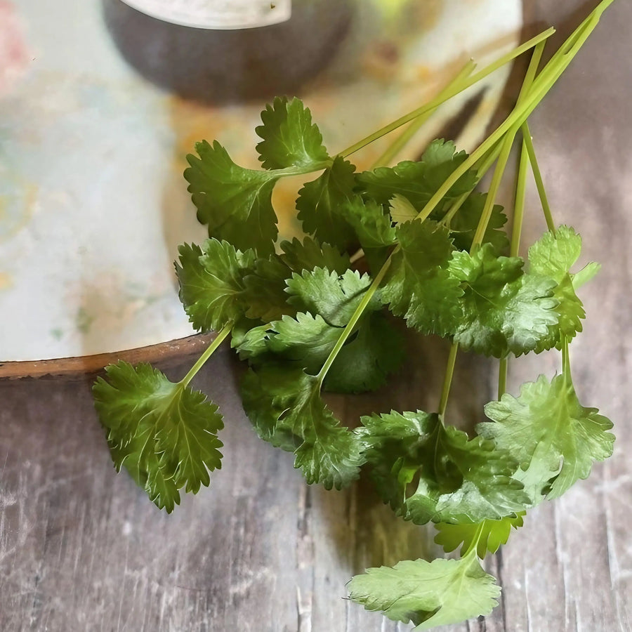 Coriander from Bishy Barnabees Cottage Garden Ltd rests on a rustic wooden surface beside a round, pastel plate and a glass container.