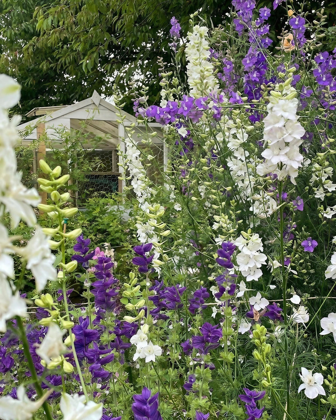 An array of Larkspur Giant Imperial Mix flowers adding color to a garden landscape