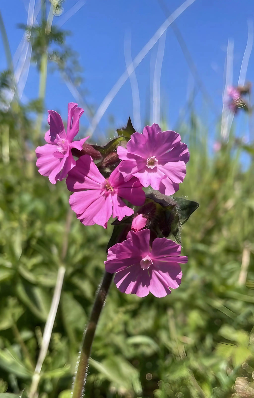 Close-up of vibrant pink Red Campion by Bishy Barnabees Cottage Garden, featuring delicate petals against lush green foliage and a clear blue sky—an ideal choice for wildlife-friendly gardens.