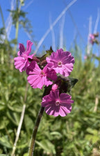 Close-up of vibrant pink Red Campion by Bishy Barnabees Cottage Garden, featuring delicate petals against lush green foliage and a clear blue sky—an ideal choice for wildlife-friendly gardens.