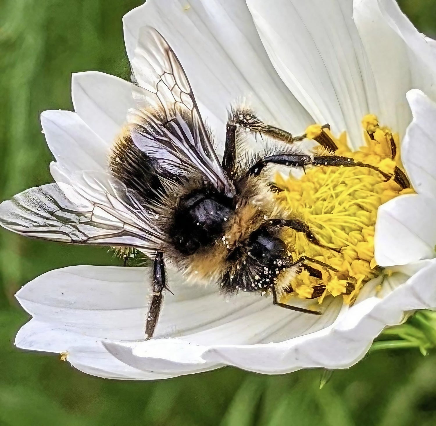 Honeybee collecting nectar from Cosmos Purity bloom