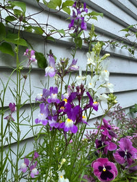 Bright purple, white, and lavender flowers—including baby snapdragons from the Bishy Barnabees Cottage Garden Linaria Fairy Bouquet Mix—bloom by a white wooden wall and lush green vines, showcasing varied shapes and vibrant foliage.