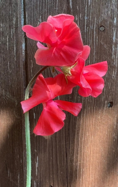 A pair of Sweet Pea Mammoth Rose Pink blooms against a rustic wooden backdrop