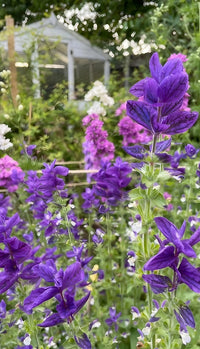 Clusters of Clary Sage Oxford Blue by Bishy Barnabees Cottage Garden Ltd add vibrant purple and indigo-blue bracts to your garden, perfectly complemented by soft pink blooms and greenery—ideal for stunning dried flower arrangements.