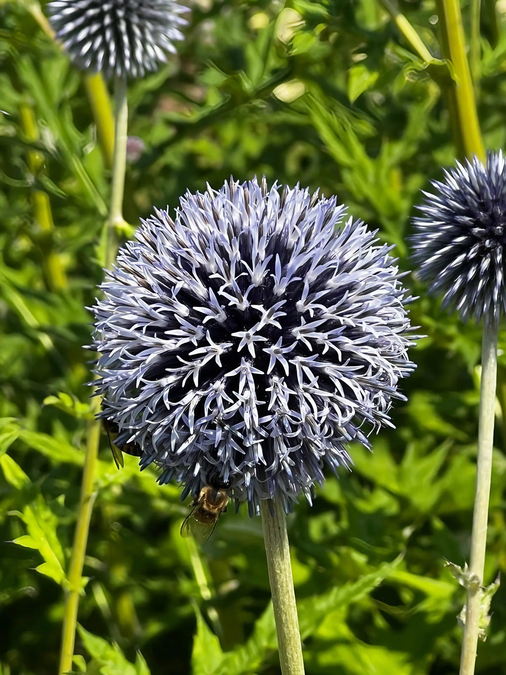 A close-up of Bishy Barnabees Cottage Garden's Echinops ritro Metallic Blue, a round, spiky flower visited by bees for nectar—an ideal bee-friendly plant set among lush green foliage and stems.