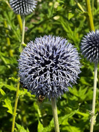 A close-up of Bishy Barnabees Cottage Garden's Echinops ritro Metallic Blue, a round, spiky flower visited by bees for nectar—an ideal bee-friendly plant set among lush green foliage and stems.