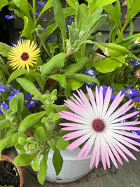 A white pot from Bishy Barnabees Cottage Garden holds green foliage and blue flowers, featuring two Mesembryanthemum Harlequin blooms: one large pale pink with a red center and another smaller yellow flower.