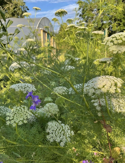 Ammi Majus blossoms among white and purple flowers in a garden