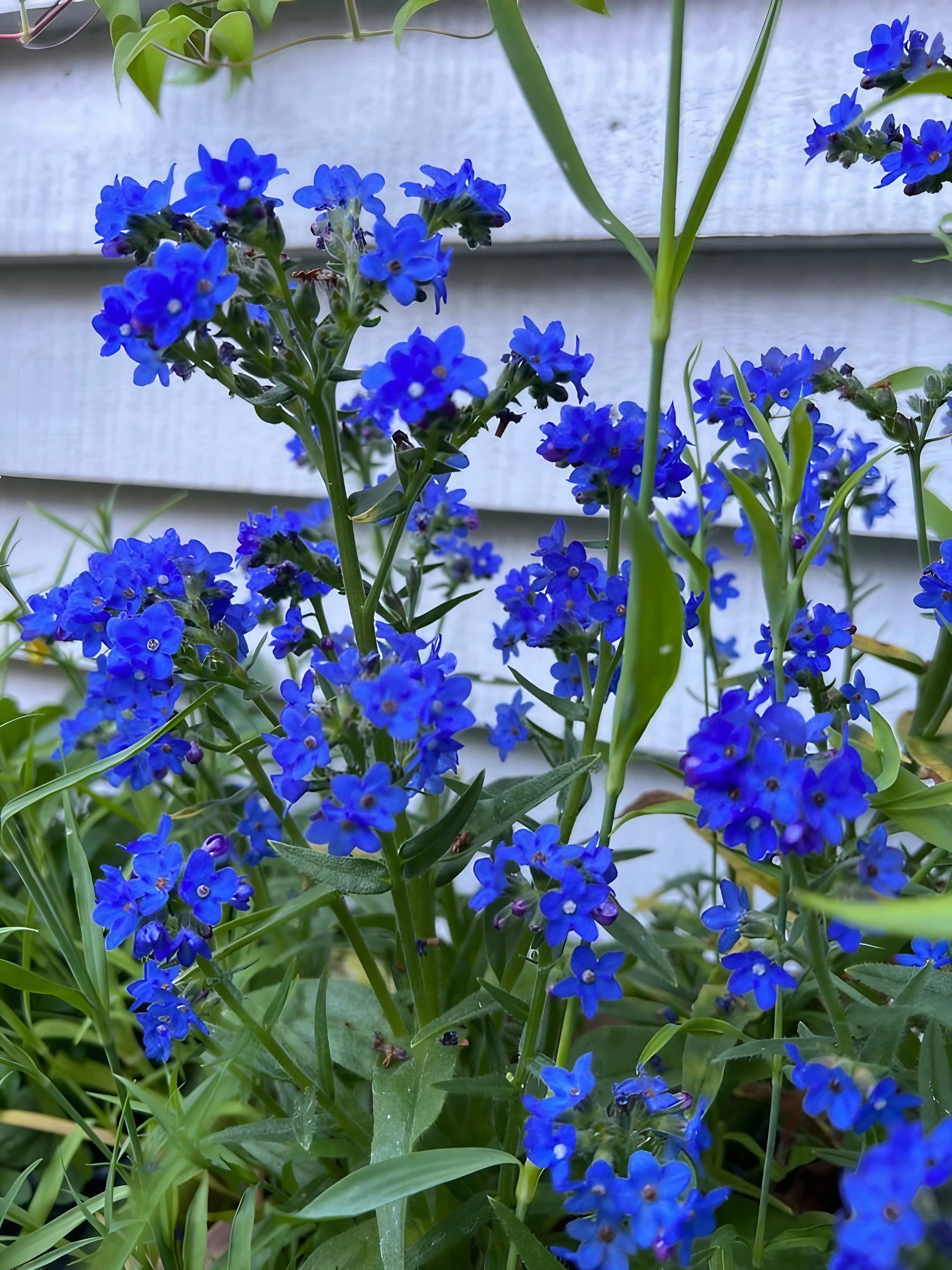 Close-up of Anchusa Blue Angel blooms with a white house backdrop