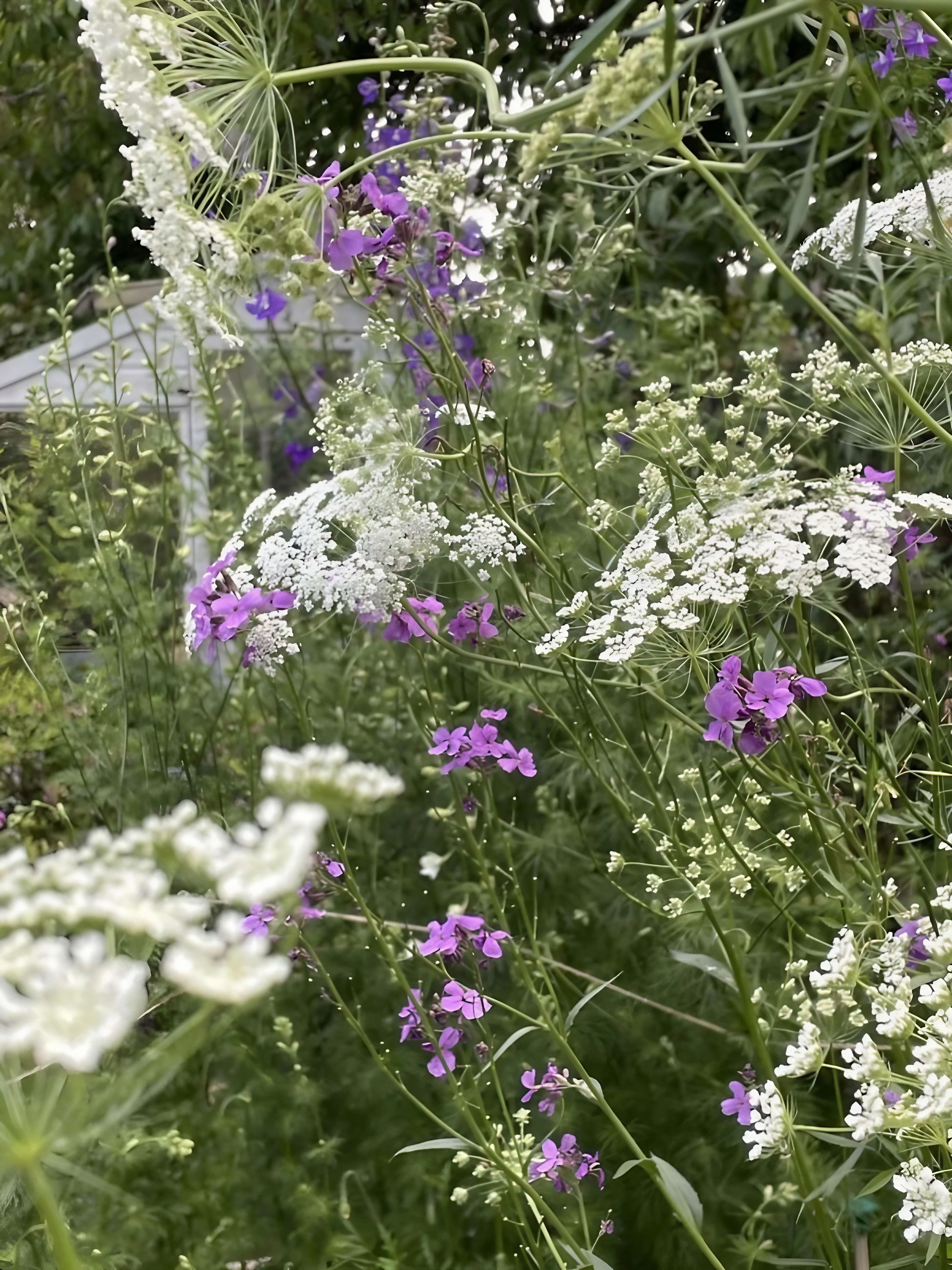 Ammi Majus flowers in a diverse floral garden setting