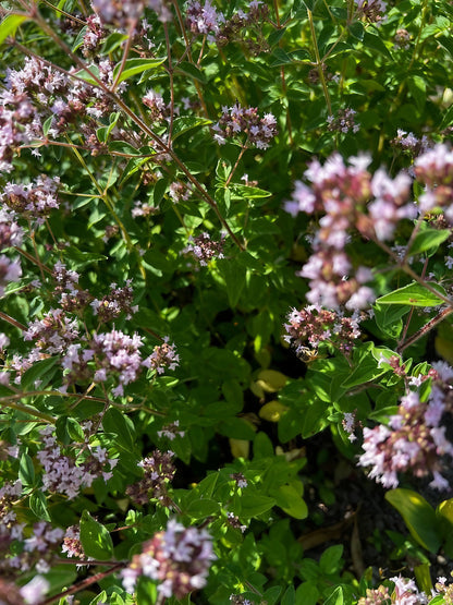Lush Sweet Marjoram herb with delicate pink flowers, ideal for culinary dishes and herbal remedies.