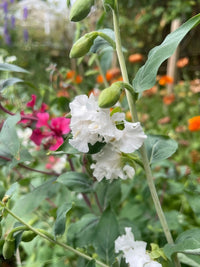 White ruffled flowers with green buds on a stem, surrounded by green leaves. Blurred pink and orange blooms highlight the vibrant charm of Clarkia Crown Double Mix by Bishy Barnabees Cottage Garden Ltd in a lively garden scene.