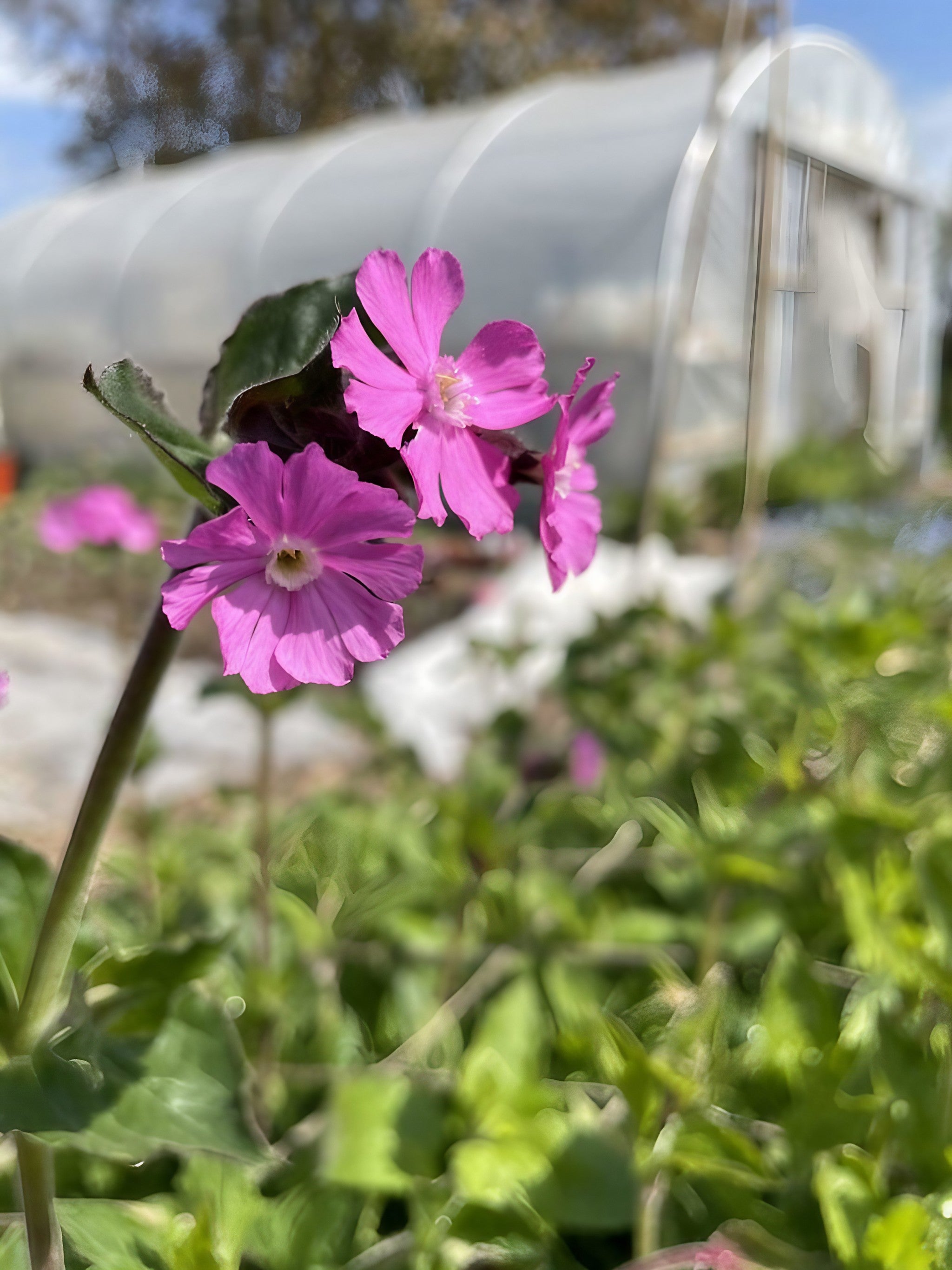 Red Campion flowers with a hint of purple hue inside a greenhouse