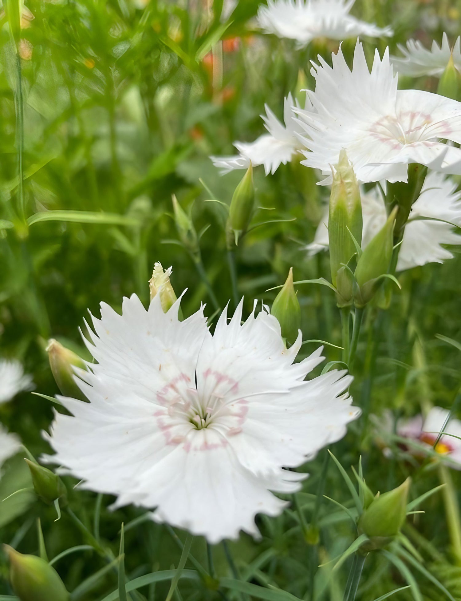 Dianthus Heddewegii Gaiety Single Mix with white petals among green foliage