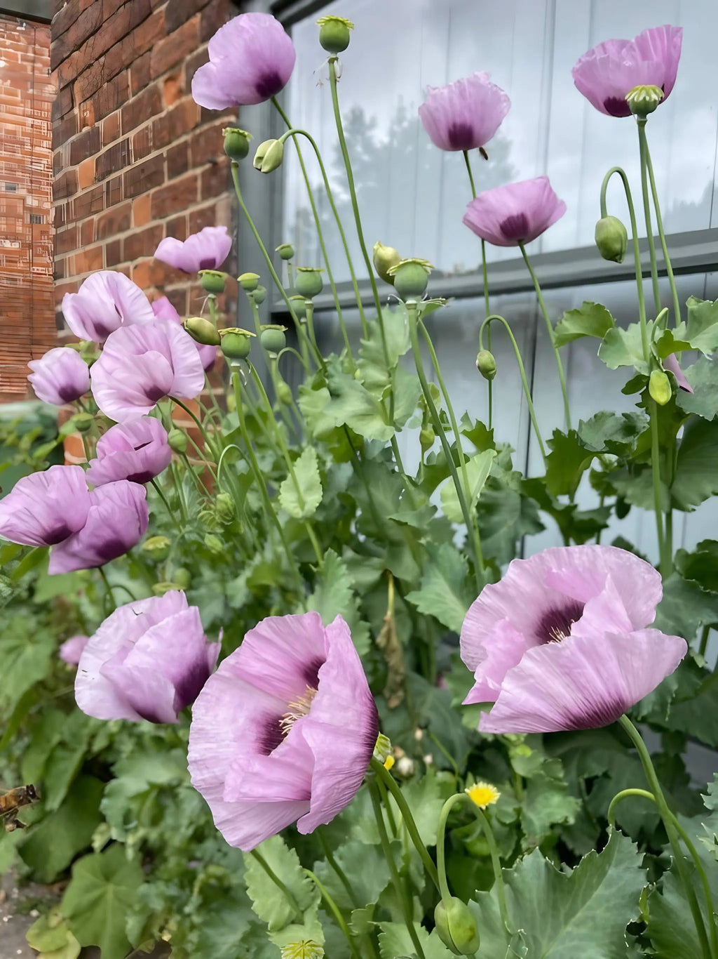 Tall lilac Poppy Hungarian Blue flowers and buds beside a brick building and window