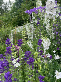 A vibrant garden filled with tall Larkspur Giant Imperial Mix flowers from Bishy Barnabees Cottage Garden in purple and white, set among green foliage and a white greenhouse—ideal for creating unique wedding confetti.