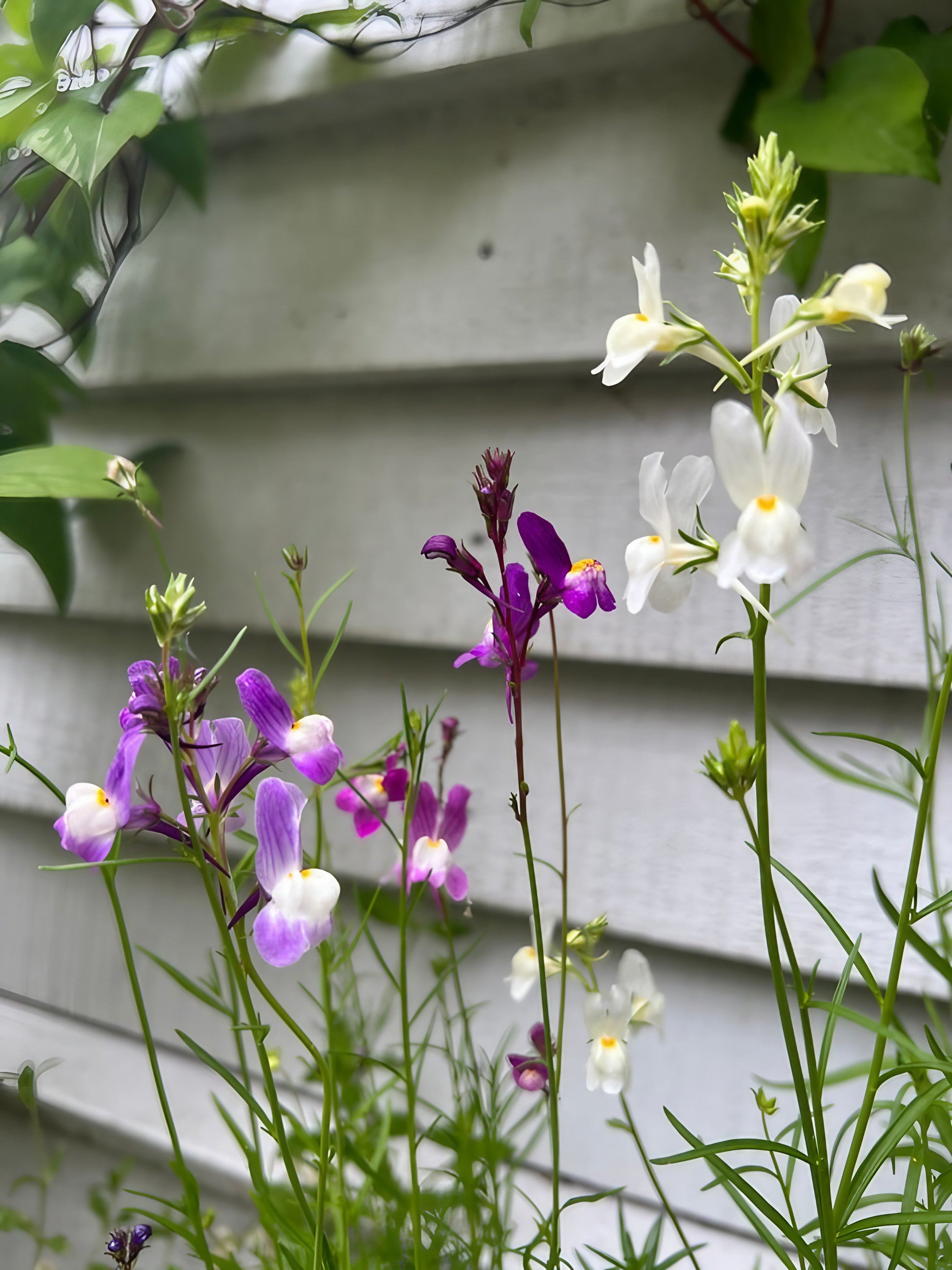 A variety of Linaria Toadflax Fairy Bouquet flowers in shades of purple and white, displayed against a white house backdrop