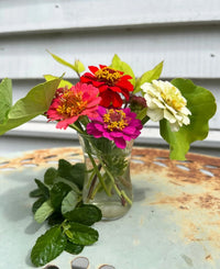 A small glass vase holds red, pink, and white zinnias with green leaves, grown from Bishy Barnabees Cottage Garden's Zinnia Lilliput Mix seeds. It sits on a weathered metal surface by a white wooden wall, with extra foliage beside it.