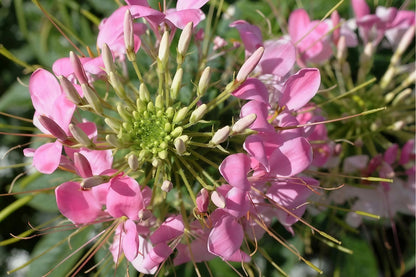 Detailed view of a Cleome Pink Queen flower&