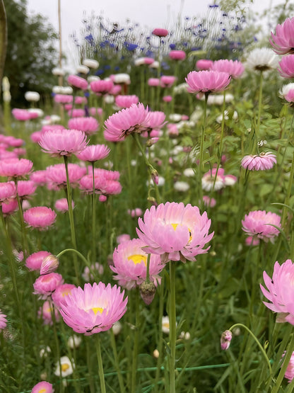 Assorted pink Strawflower Acroclinium Grandiflorum flowers in a botanical garden