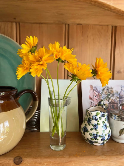 Close-up of Coreopsis Early Sunrise flowers arranged in a vase