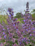 Nepeta Mussinii Catmint with vibrant purple blooms and a visiting bee