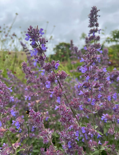 Nepeta Mussinii Catmint with vibrant purple blooms and a visiting bee