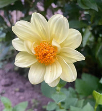 Dahlia Early Bird Mix by Bishy Barnabees Cottage Garden features pale yellow early flowering dahlias with orange stamens, ideal for growing from seeds in patio pots against lush green leaves and soft soil backdrops.