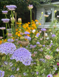 Purple and yellow wildflowers bloom in a lush garden, with charming Didiscus Blue Lace from Bishy Barnabees Cottage Garden near a white house and window, visible among the verdant greenery in the background.