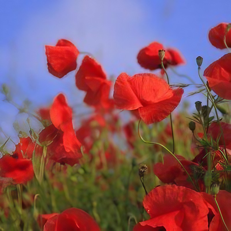 Close-up of the Poppy Flanders Red with a clear blue sky backdrop