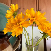 A small glass vase holds Bishy Barnabees Cottage Garden Ltd’s Coreopsis Early Sunrise with ruffled petals, set on a wooden shelf beside a ceramic jug, turquoise plate, and a rooster drawing in the background.