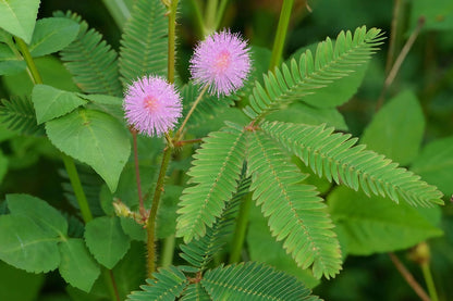 Mimosa Pudica shrub featuring vibrant purple blossoms and green leaves