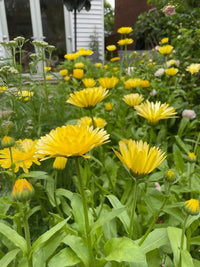 A lush garden features vibrant Calendula Pacific Beauty Cream blooms from Bishy Barnabees Cottage Garden Ltd, with green leaves and some buds still closed. A house with visible windows appears in the background.