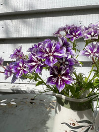 The Phlox Sugar Stars bouquet by Bishy Barnabees Cottage Garden displays vibrant purple and white star-shaped flowers in a ceramic vase on a metal table, with sunlight creating shadows against a white wooden wall.