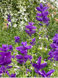 Close-up of Clary Sage Oxford Blue by Bishy Barnabees Cottage Garden Ltd—vibrant purple wildflowers with indigo-blue bracts, accented by white and light orange blooms, inspire dried flower arrangements amid lush green foliage.
