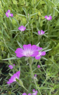 A close-up of a vibrant purple Corncockle in bloom from Bishy Barnabees Cottage Garden Ltd, surrounded by similar flowers and lush green foliage. The delicate petals feature light streaks near the center.