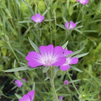 A close-up of a vibrant purple Corncockle in bloom from Bishy Barnabees Cottage Garden Ltd, surrounded by similar flowers and lush green foliage. The delicate petals feature light streaks near the center.