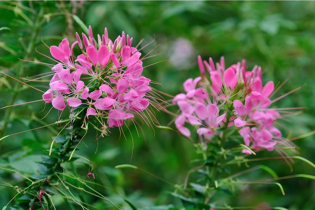 A pair of Cleome Pink Queen blossoms amid green foliage