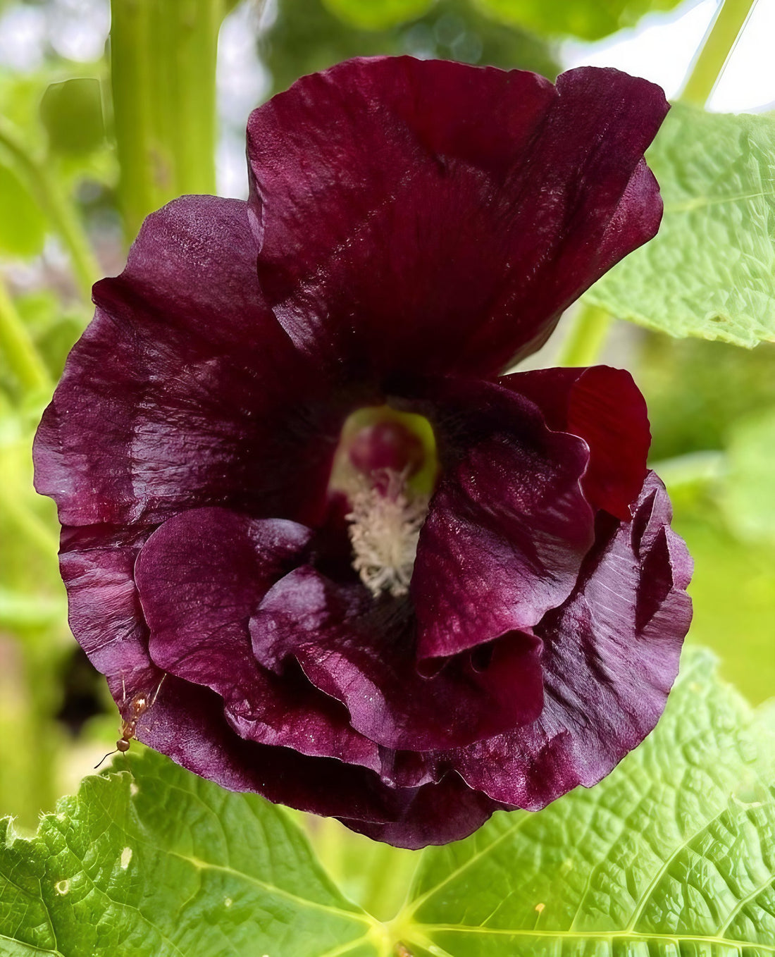 Vibrant dark purple Hollyhock Bishy Barnabee blossom with lush foliage