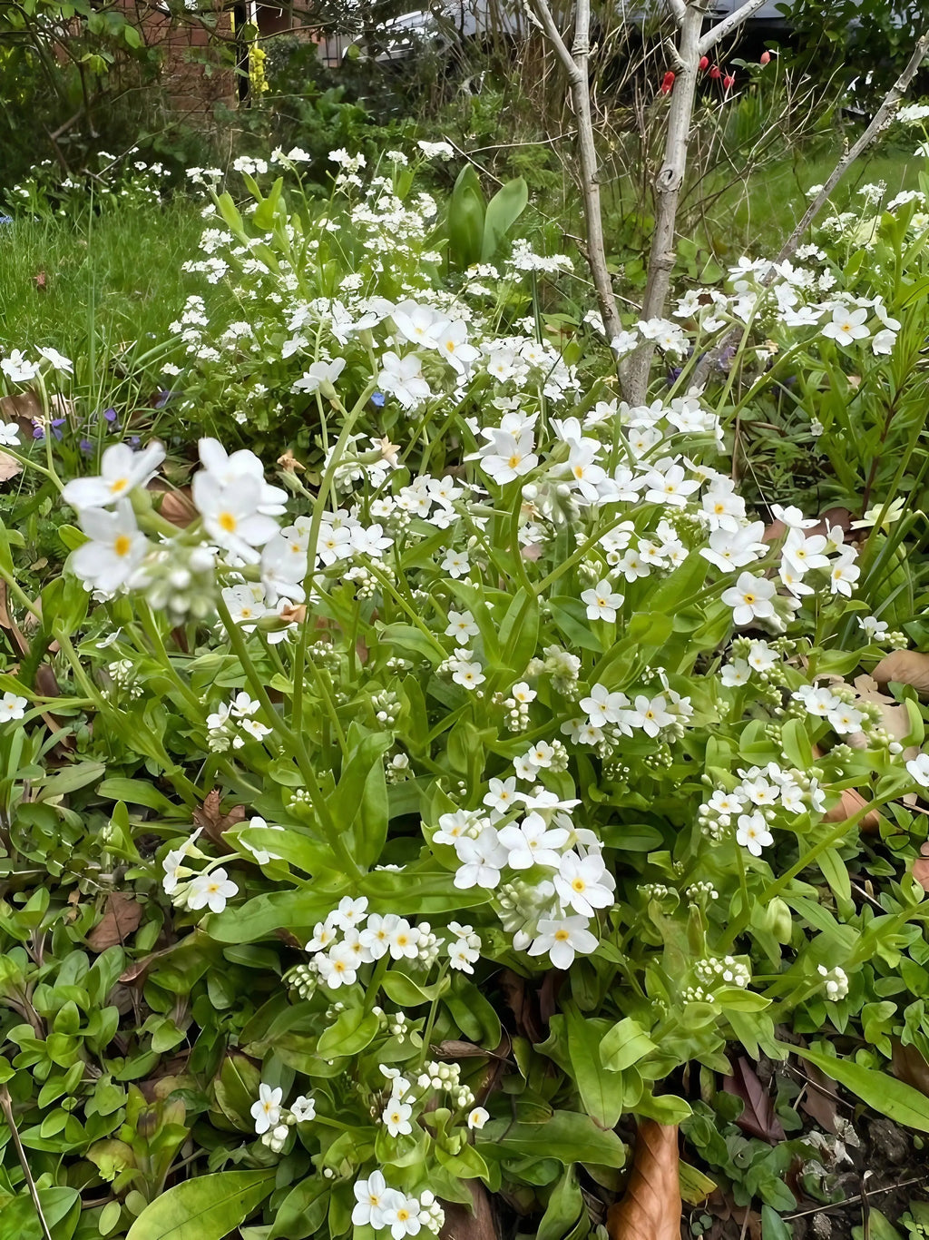 Forget-me-not White by Bishy Barnabees Cottage Garden features clusters of white star-shaped flowers with yellow centers blooming among lush green leaves, perfect for adding charm to your vibrant spring garden.
