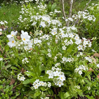 Forget-me-not White by Bishy Barnabees Cottage Garden features clusters of white star-shaped flowers with yellow centers blooming among lush green leaves, perfect for adding charm to your vibrant spring garden.