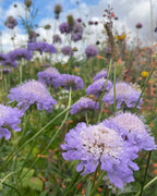 Close-up of Scabious Imperial Mix by Bishy Barnabees Cottage Garden, showcasing pale purple, pollinator-friendly wildflowers with delicate petals in a lush meadow of green grass and wild plants beneath a partly cloudy sky.
