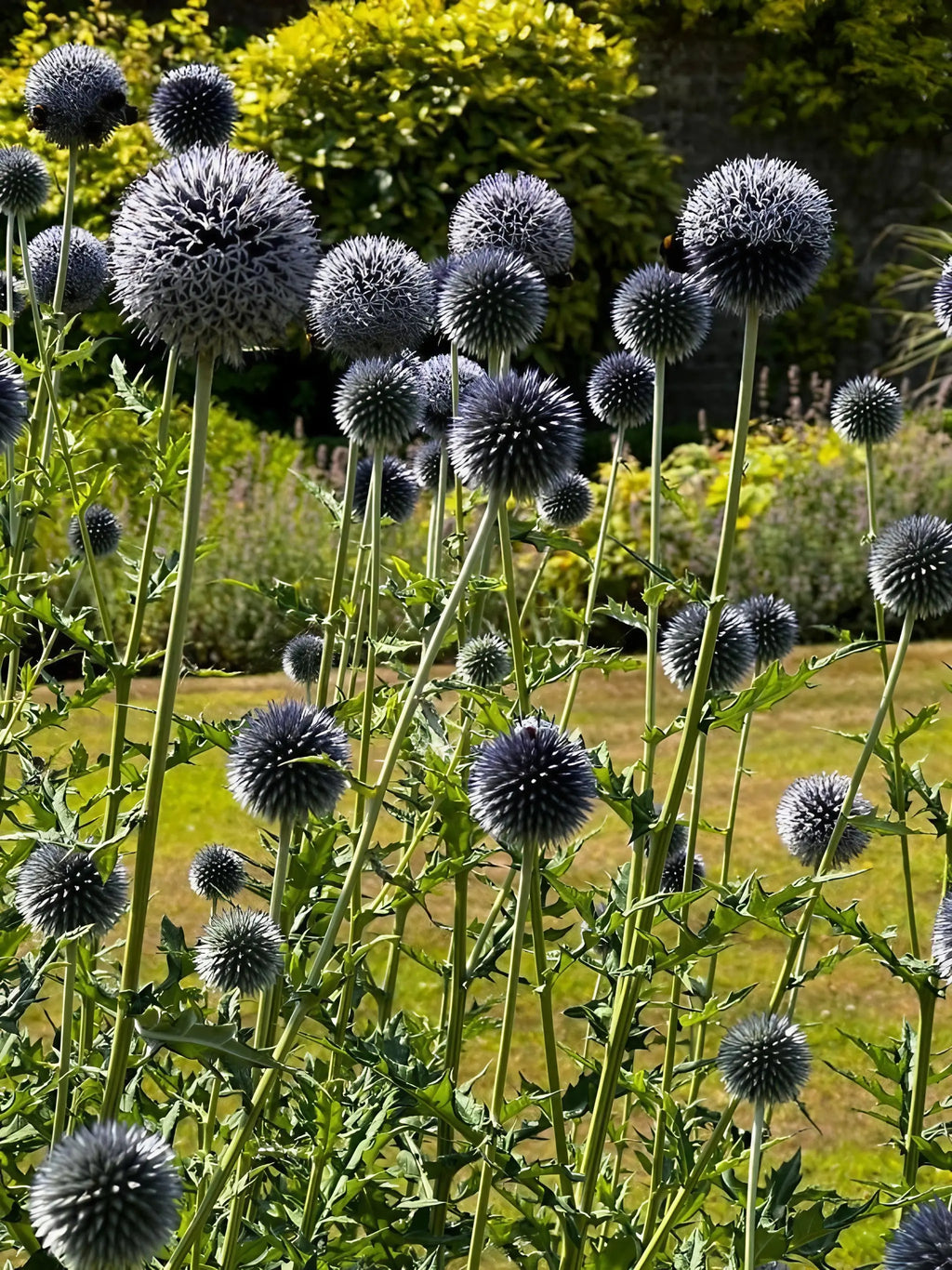 Tall green stems with round, spiky Globe Thistle blooms flourish in a sunny garden. Grown from Bishy Barnabees Cottage Garden's Echinops ritro Metallic Blue seeds, these bee-friendly plants thrive among neatly trimmed grass and lush bushes.