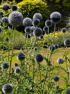 Tall green stems with round, spiky Globe Thistle blooms flourish in a sunny garden. Grown from Bishy Barnabees Cottage Garden's Echinops ritro Metallic Blue seeds, these bee-friendly plants thrive among neatly trimmed grass and lush bushes.
