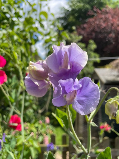 Close-up of Sweet Pea Spencer Leamington flowers in bloom
