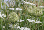 Close-up of wild Queen Anne’s lace—blooming and in bud—amid tall grass. A beautiful choice from The Meadow Flower Collection by Bishy Barnabees Cottage Garden.